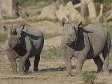 Africa 280 : Africa, Animal, Black Rhino, Botswana, Mammal, Mombo, Okavango